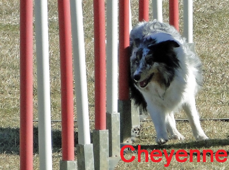 Cheyenne blue of Wind River