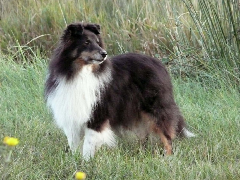 Shama la noire of Wind River