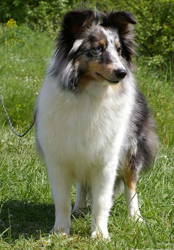 Cheyenne blue of Wind River