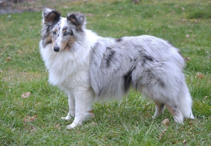 Galicia mi sueno of Wind River